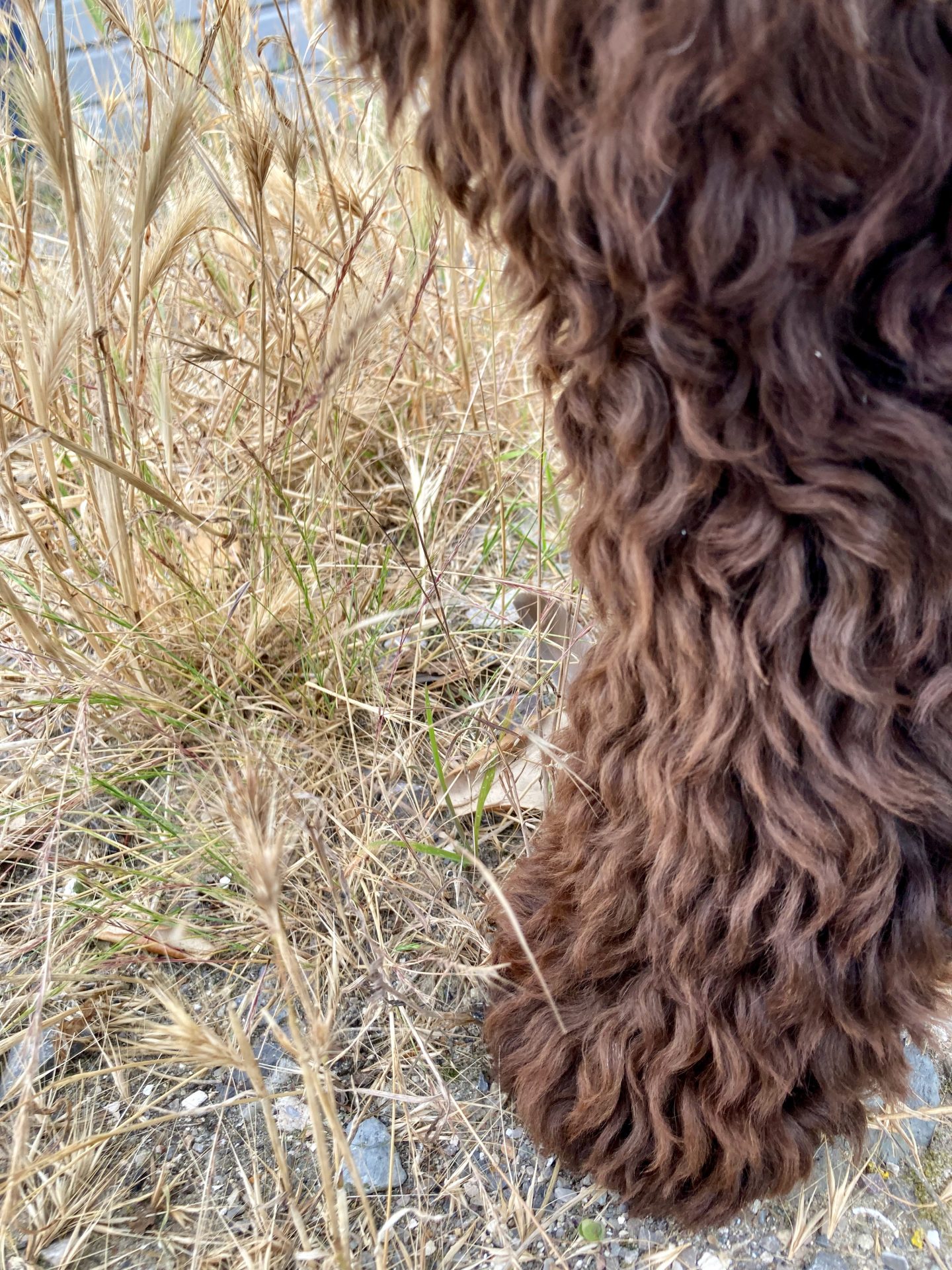 Le danger discret des épillets pour votre chien | Dr. Jaucot