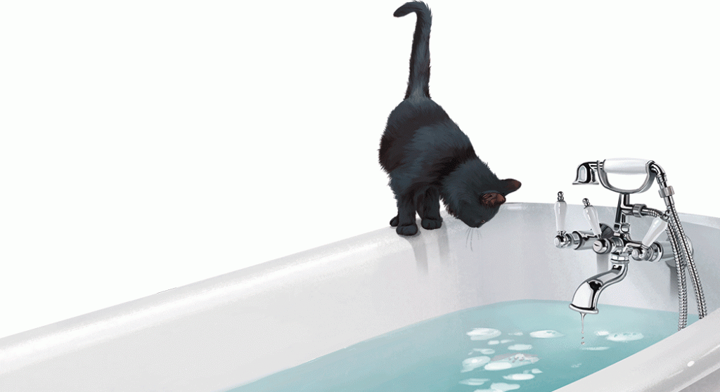 chat eau baignoire jaucot